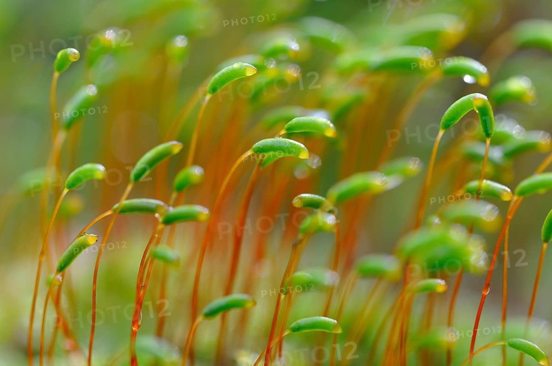 Common haircap moss (Polytrichum commune)