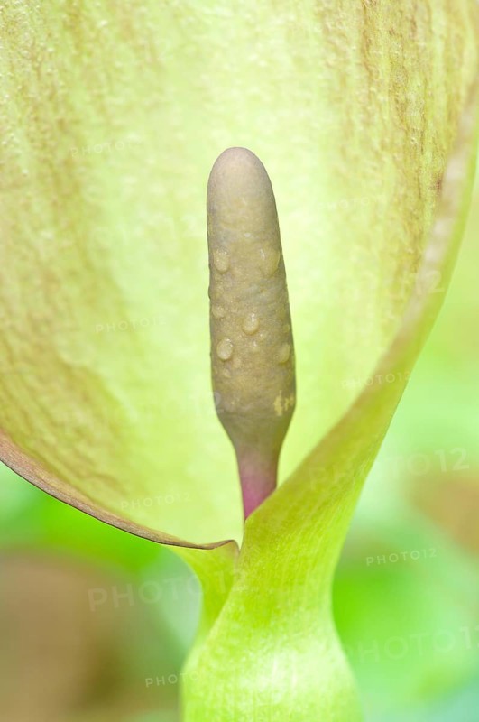 Snakeshead (Arum maculatum)