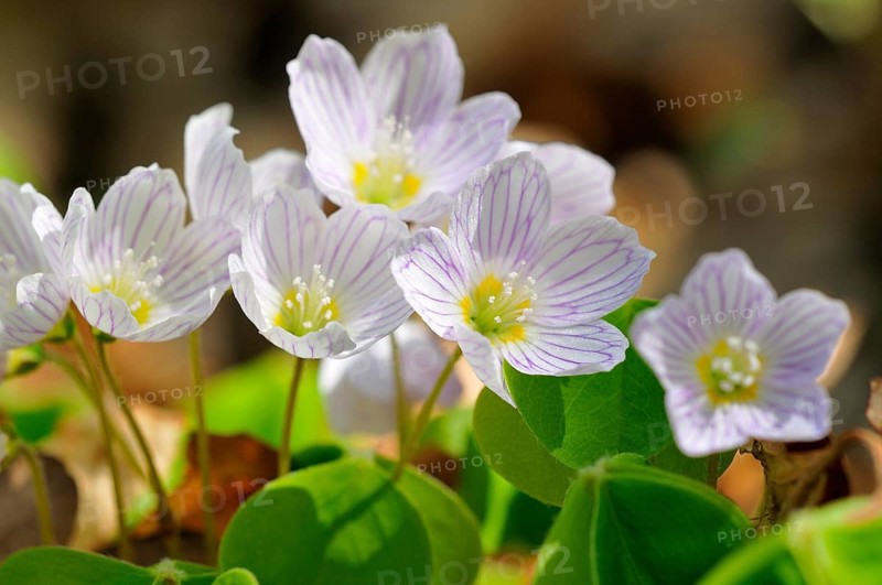 Common wood sorrel (Oxalis acetosella)