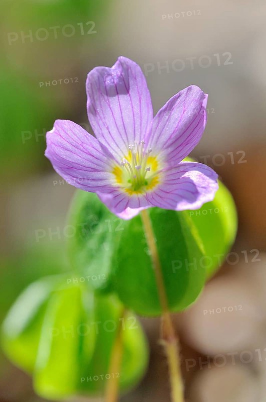 Common wood sorrel (Oxalis acetosella)
