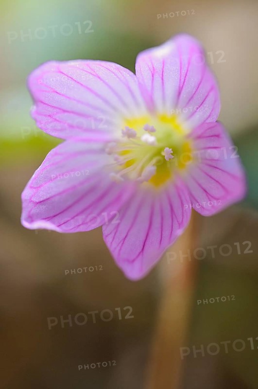 Common wood sorrel (Oxalis acetosella)