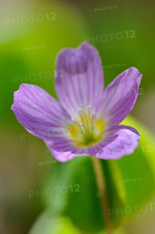 Common wood sorrel (Oxalis acetosella)