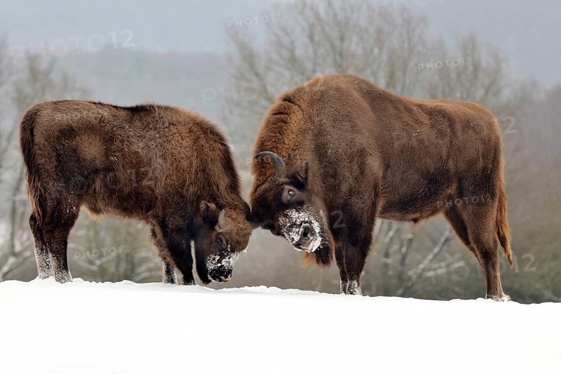 European bison or wisent (Bison bonasus)
