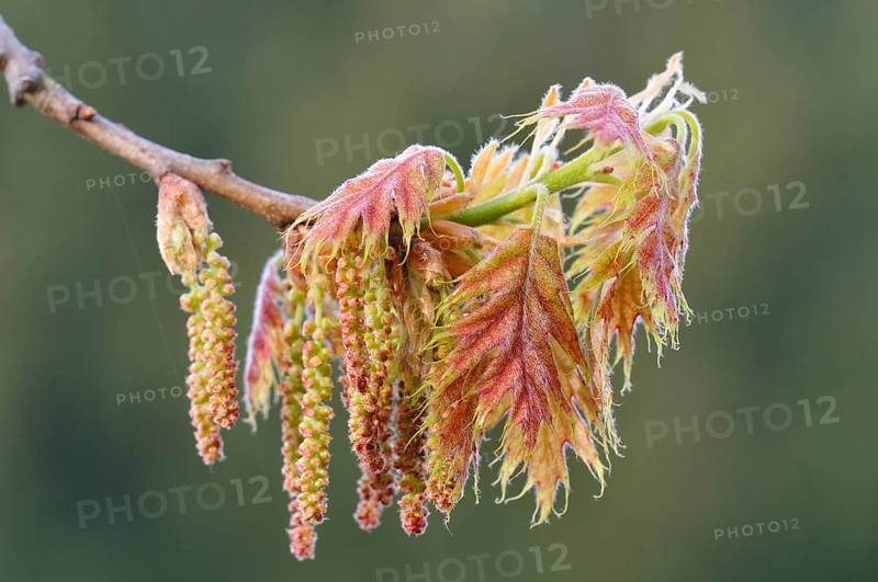 Northern red oak or champion oak (Quercus rubra)