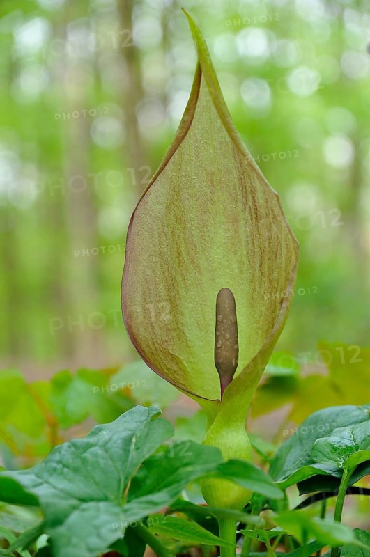 Arum maculatum (Arum maculatum) in deciduous forest
