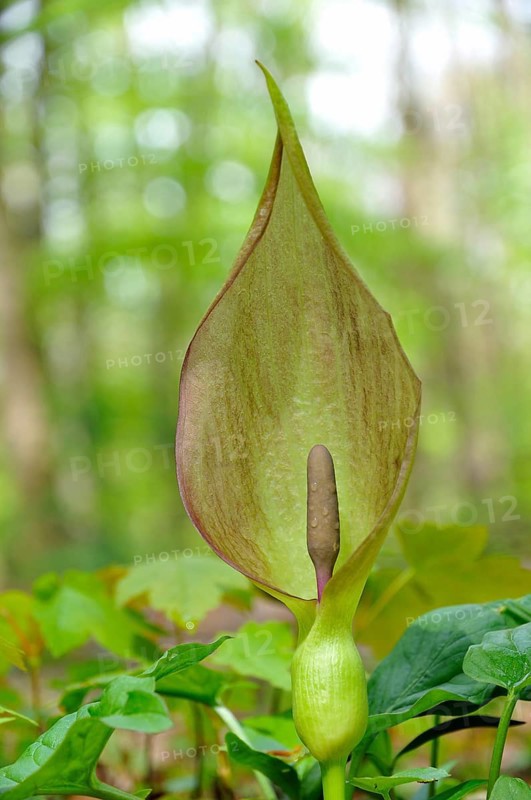 Arum maculatum (Arum maculatum) in deciduous forest