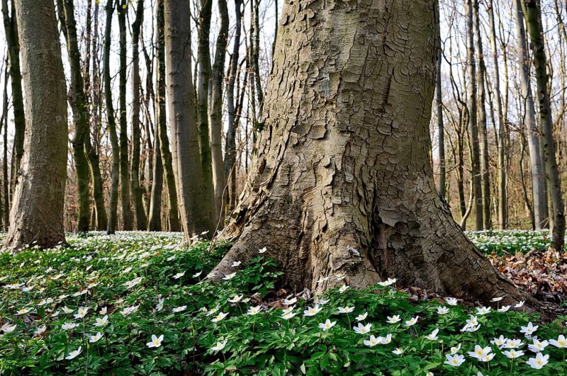 Sycamore maple (Acer pseudoplatanus)