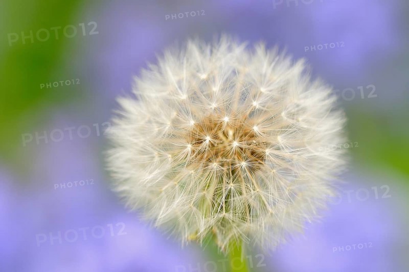 Dandelion (Taraxacum sect. Ruderalia)