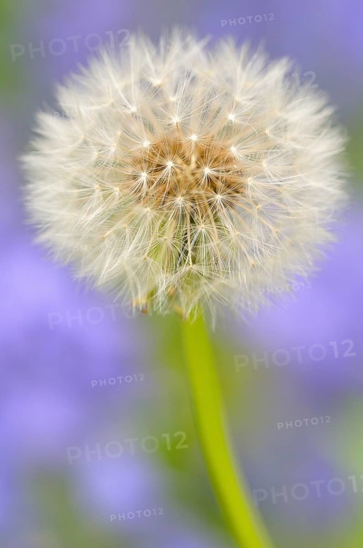 Dandelion (Taraxacum sect. Ruderalia)