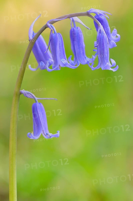 Common bluebell (Hyacinthoides non-scripta)