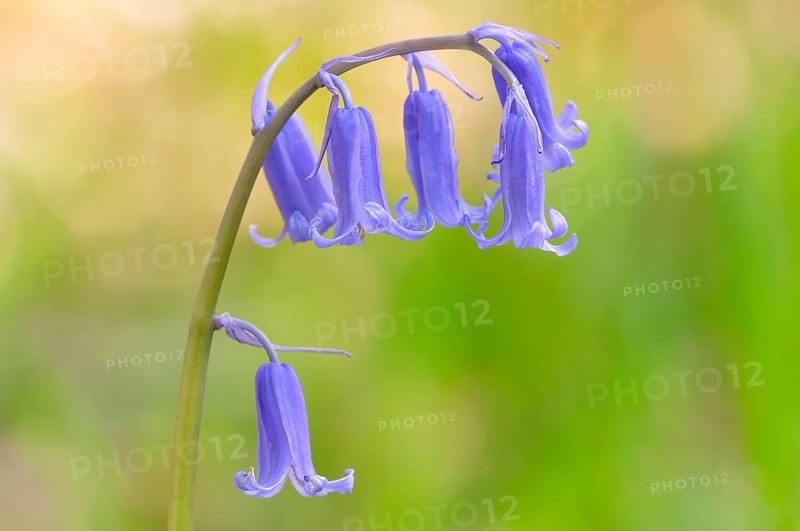 Common bluebell (Hyacinthoides non-scripta)