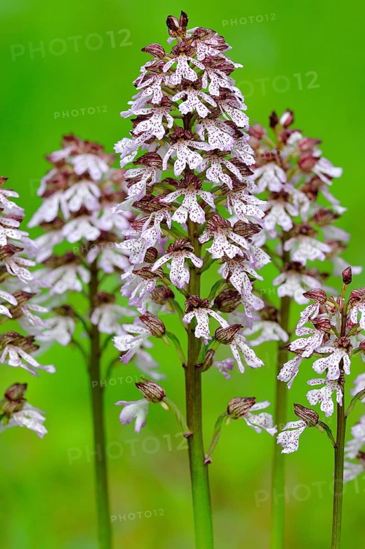 Lady Orchid (Orchis purpurea)