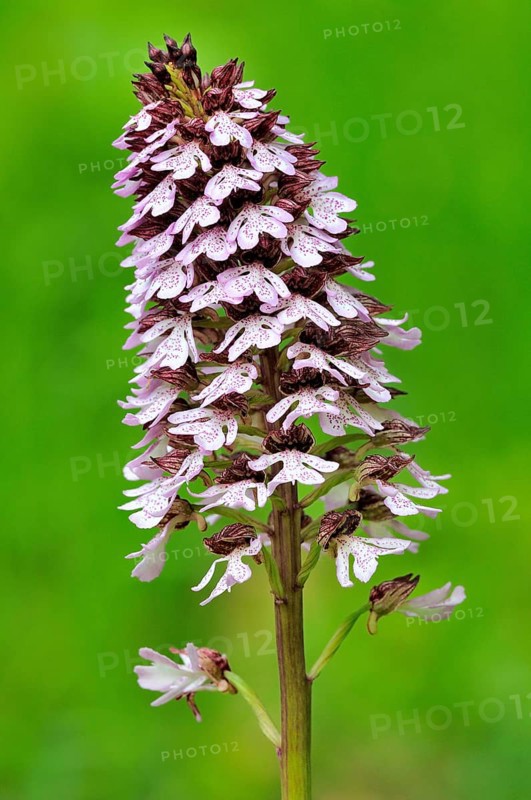 Lady Orchid (Orchis purpurea)