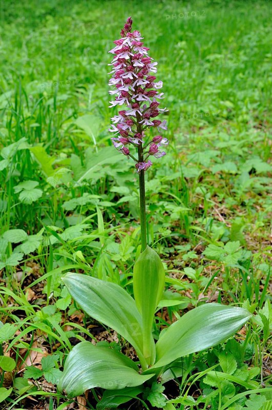 Lady Orchid (Orchis purpurea)
