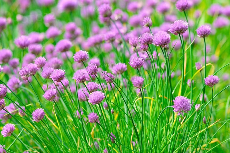 Flowering chives (Allium schoenoprasum)