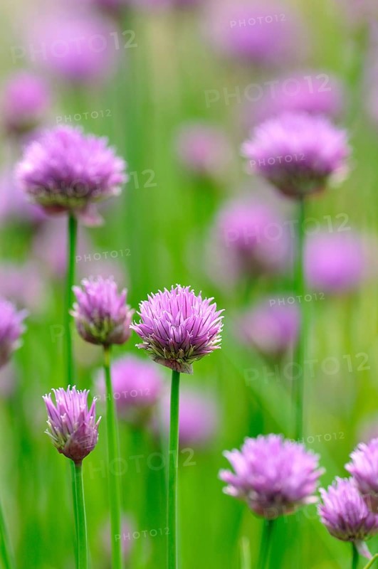 Flowering chives (Allium schoenoprasum)