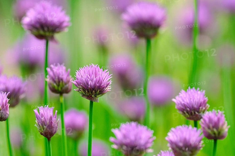 Flowering chives (Allium schoenoprasum)