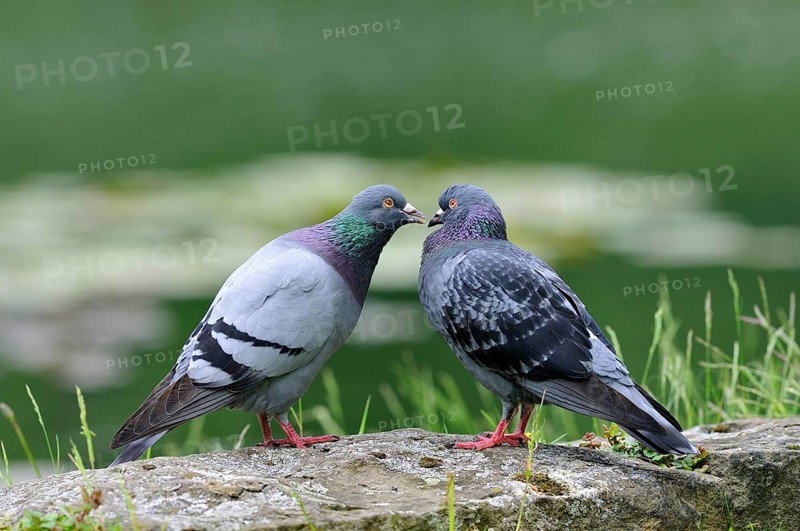Pigeon (Columba livia domestica)