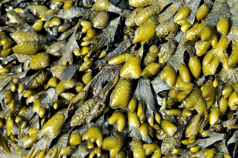 Rockweed