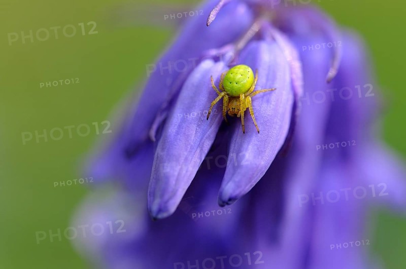 Cucumber green spider (Araniella cucurbitina) sitting on atlantic hare bell (Hyacinthoides non-scripta)