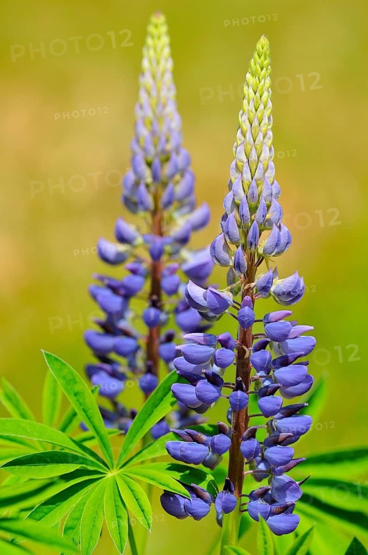 Blue lupine (Lupinus sp.)