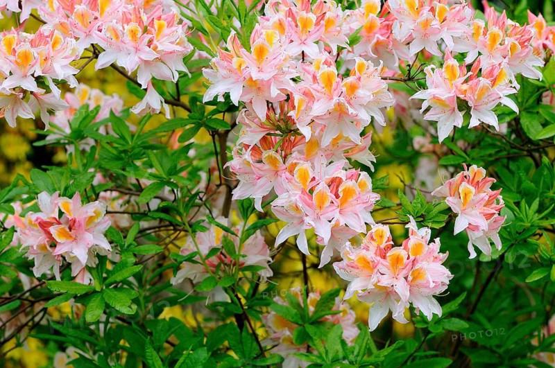 Blooming pink azalea (Rhododendron spp.)