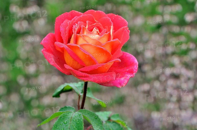 Hybrid tea rose