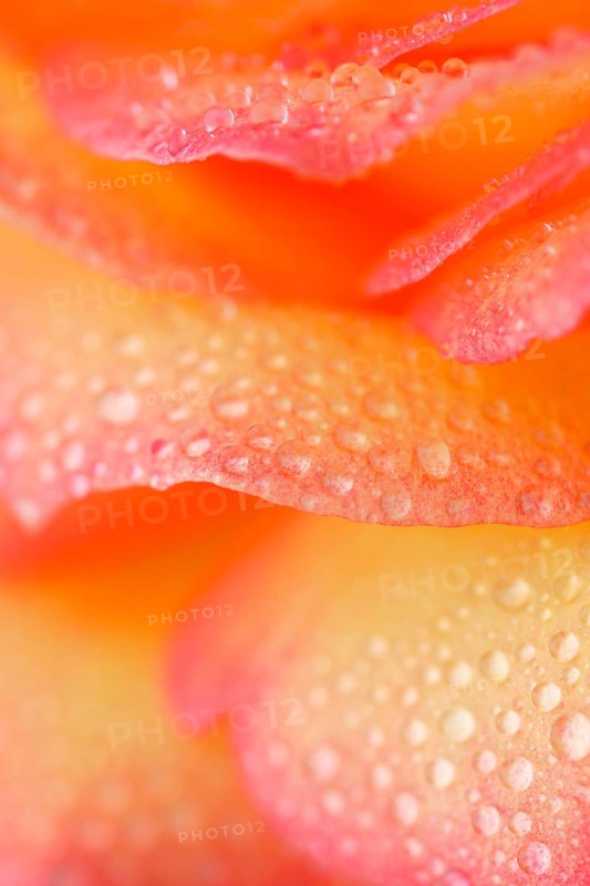 Hybrid tea rose