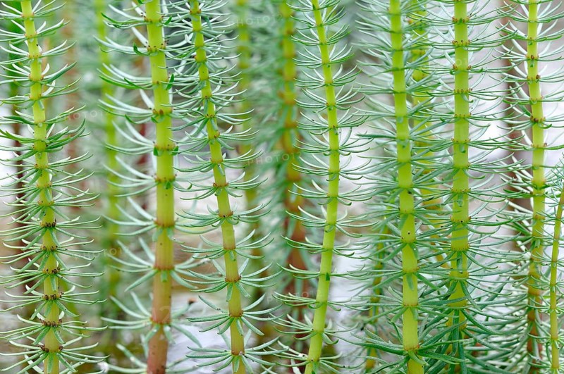 Mare's tail (Hippuris vulgaris) with hollow unbranched stems and needle-like leaves