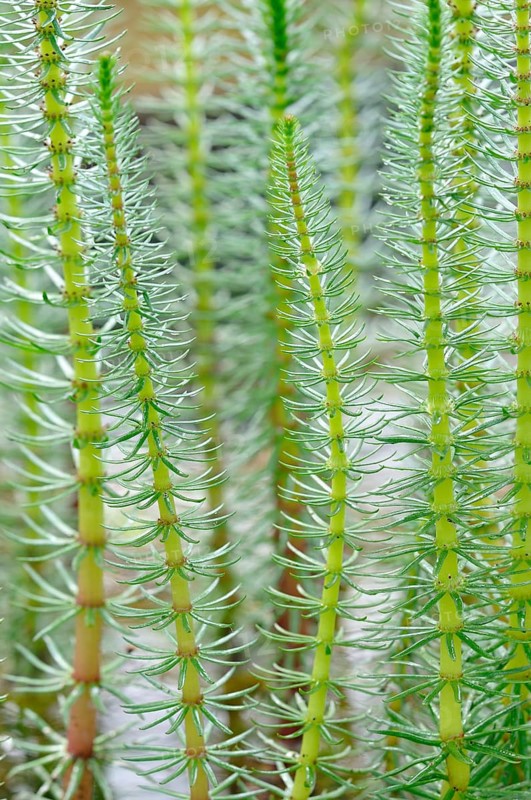 Mare's tail (Hippuris vulgaris) with hollow unbranched stems and needle-like leaves