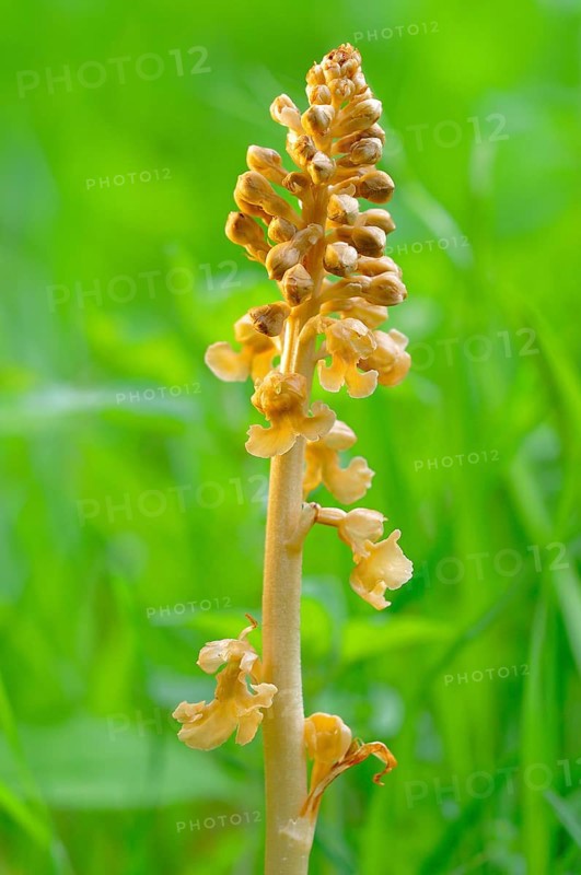 Bird's-nest orchid (Neottia nidus-avis)