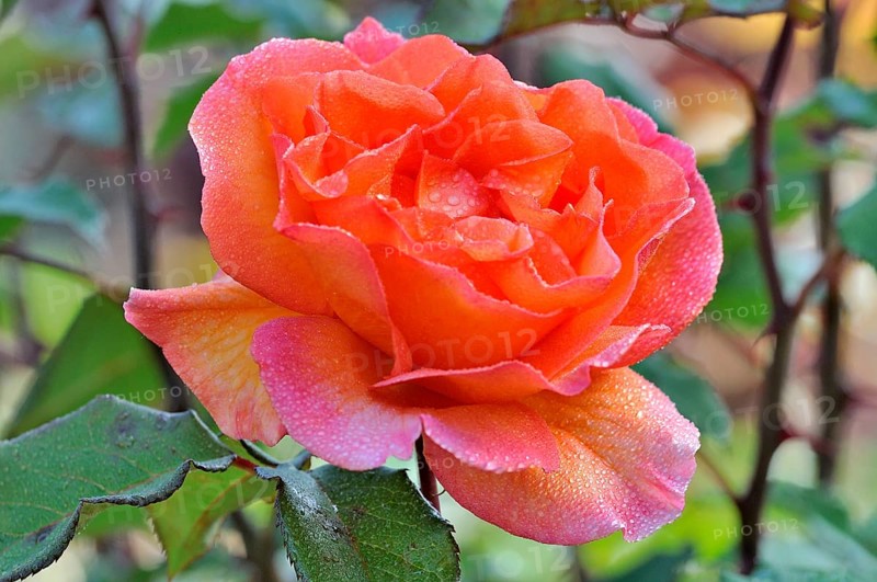 Rose (Rosa sp.) flower with raindrops