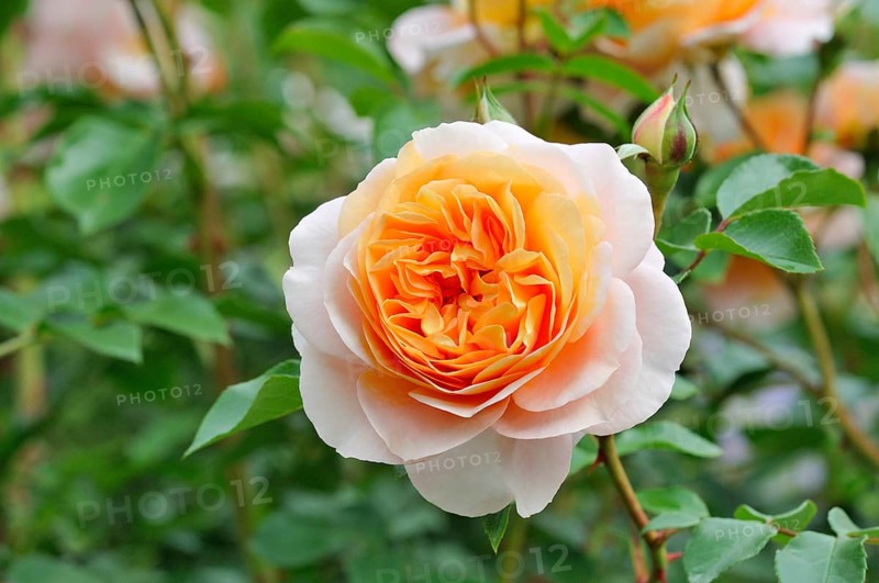 Floribunda