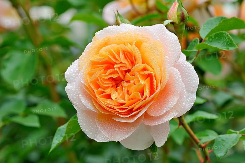 Floribunda