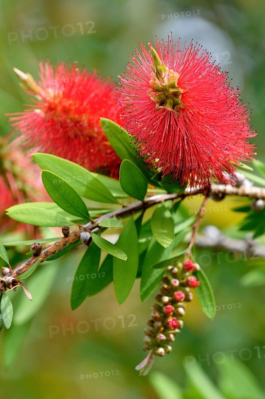 Lemon Bottlebrush (Callistemon citrinus)