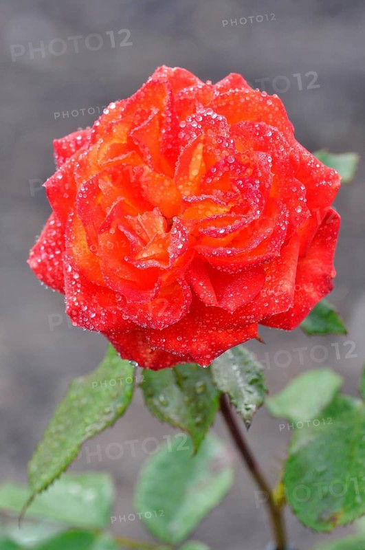 Hybrid tea rose