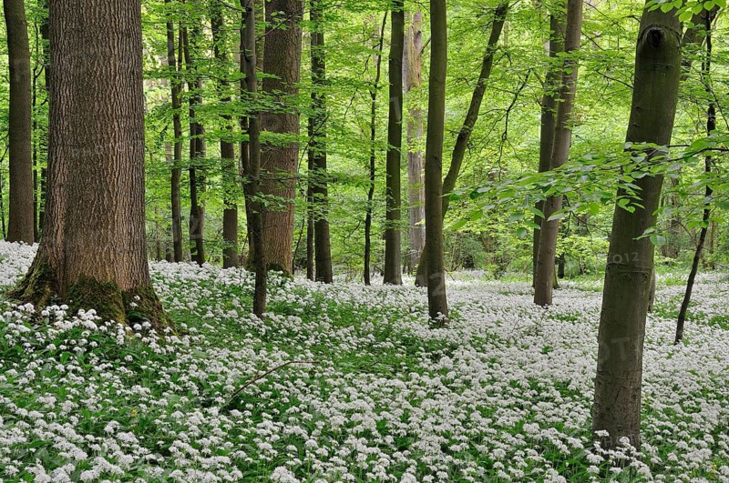 Wild garlic (Allium ursinursnum)