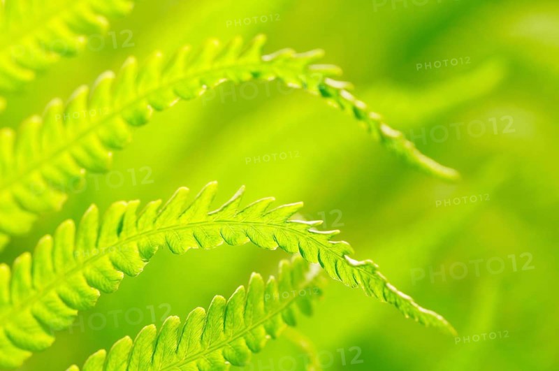 Ostrich fern (Matteuccia struthiopteris)