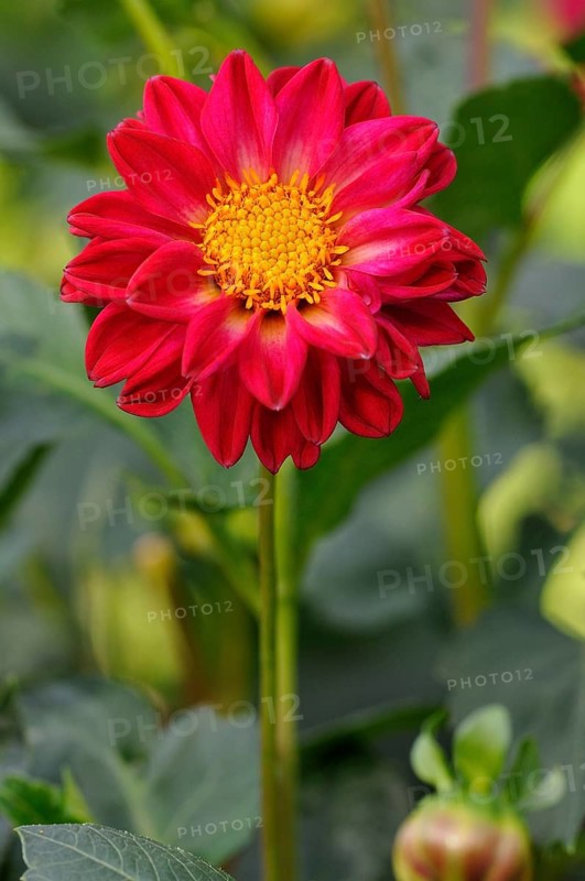 Dahlia (Dahlia pinnata)
