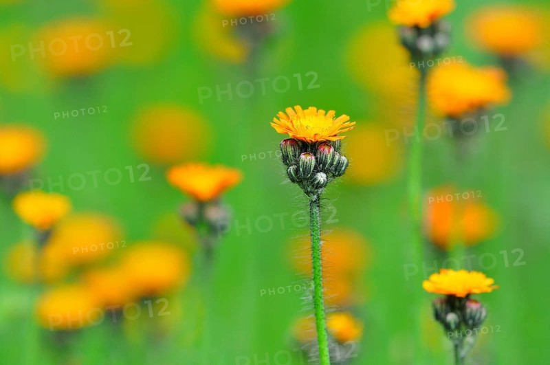 Orange Hawkweed (Hieracium aurantiacum) with orange-red flowers