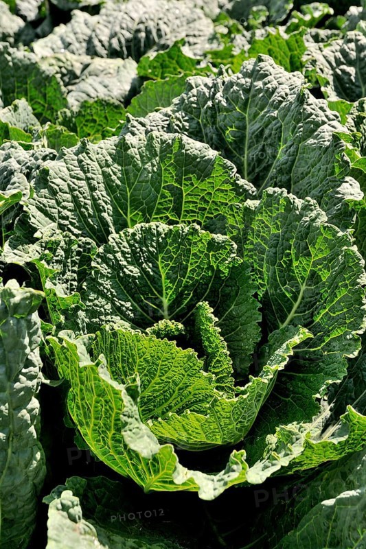 Savoy cabbage (Brassica oleracea convar. Capitata var. Sabauda L.)