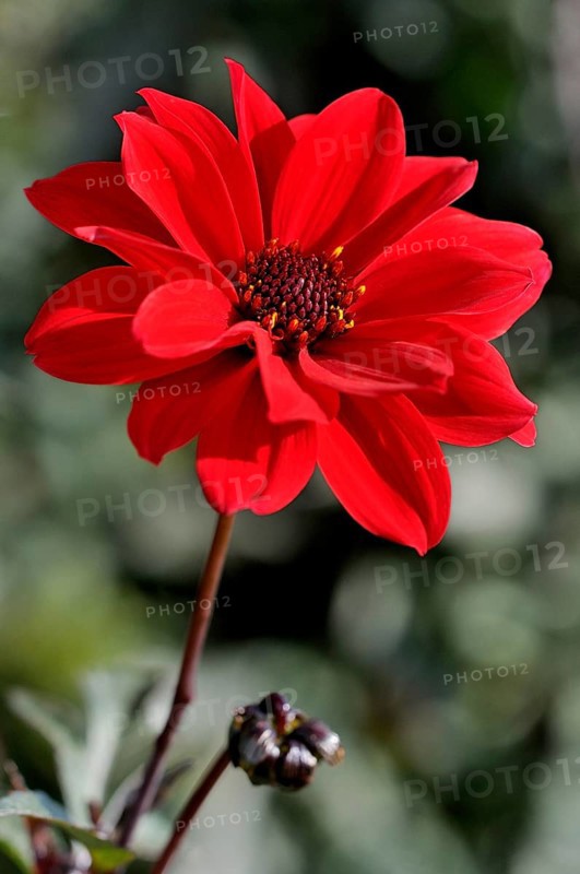 Dahlia (Dahlia)