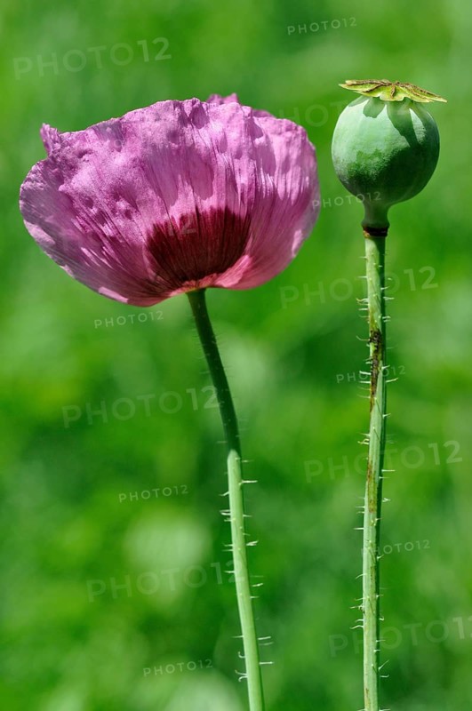 Opium poppy (Papaver somniferum) ornamental plant in the garden