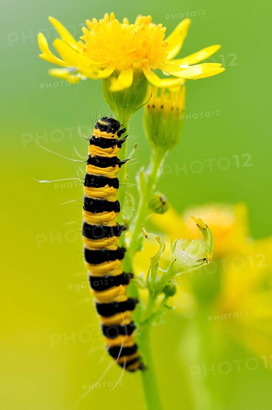 Cinnabar moth caterpillar (Tyria jacobaeae) feeding on Ragwort (Senecio jacobaea)