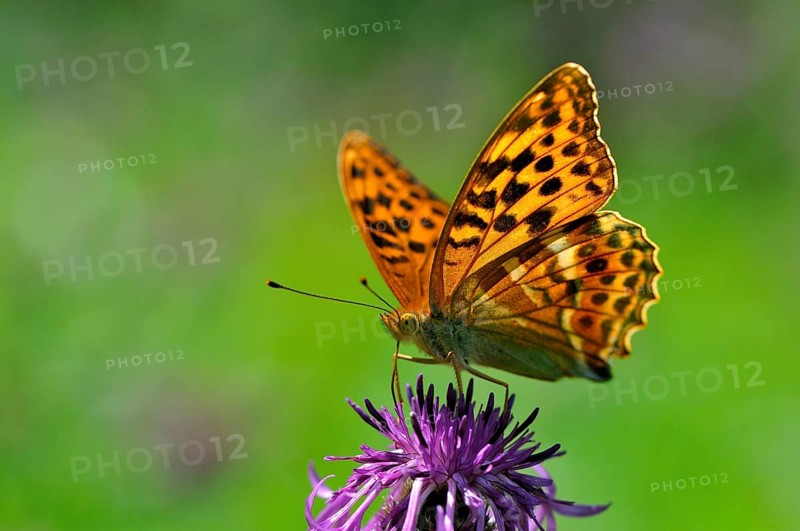 Silver-washed fritillary (Argynnis paphia) on brown knapweed (Centaurea jacea)