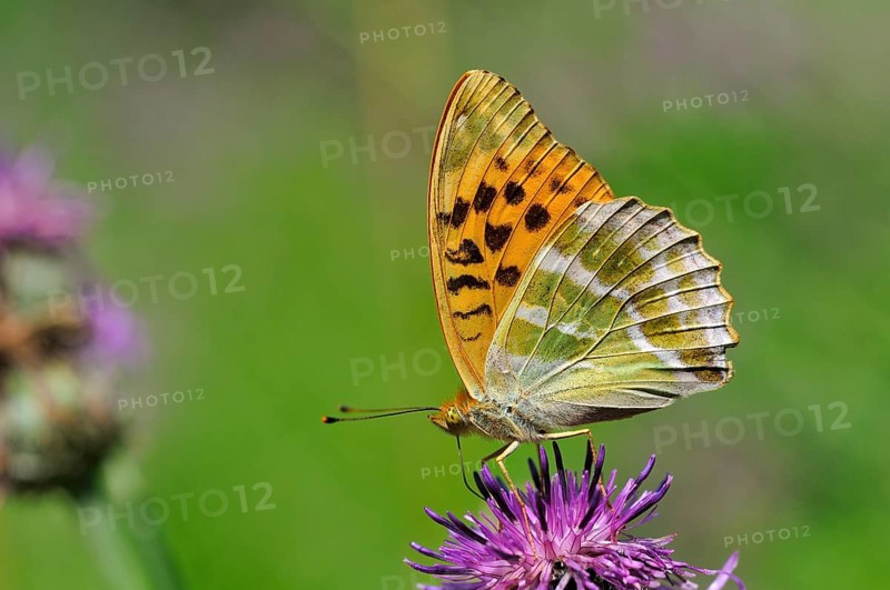 Silver-washed fritillary (Argynnis paphia) on brown knapweed (Centaurea jacea)