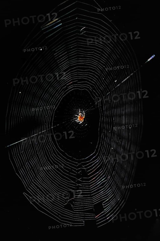 Spider web
