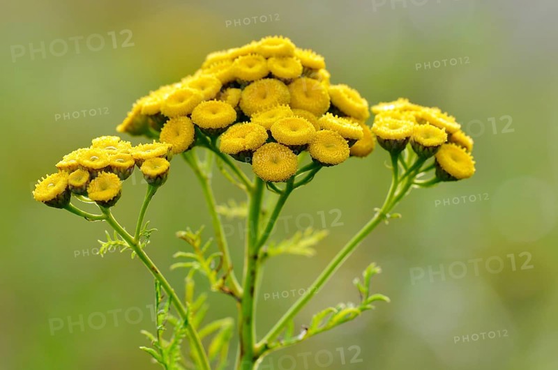 Tansy (Tanacetum vulgare)