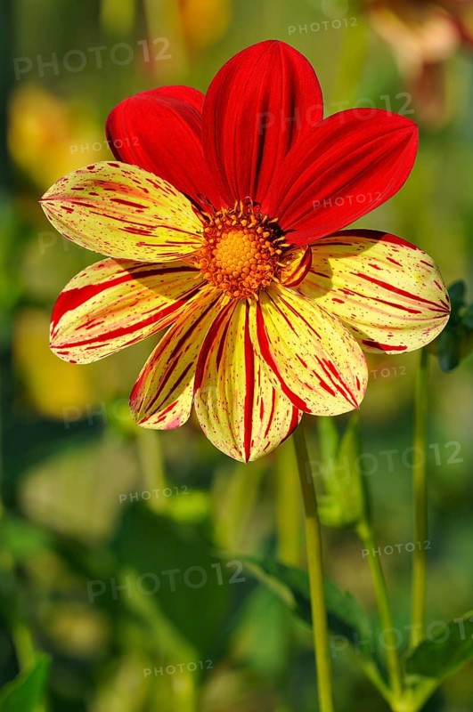 Dahlia (Dahlia)
