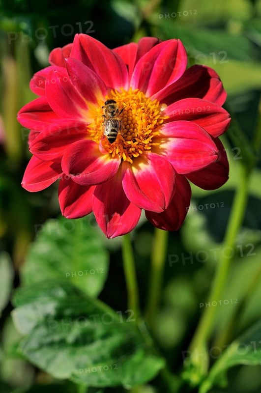 Garden dahlia (Dahlia pinnata)